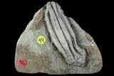 D Parascytalocrinus Crinoid Fossil - Crawfordsville #94779-1
